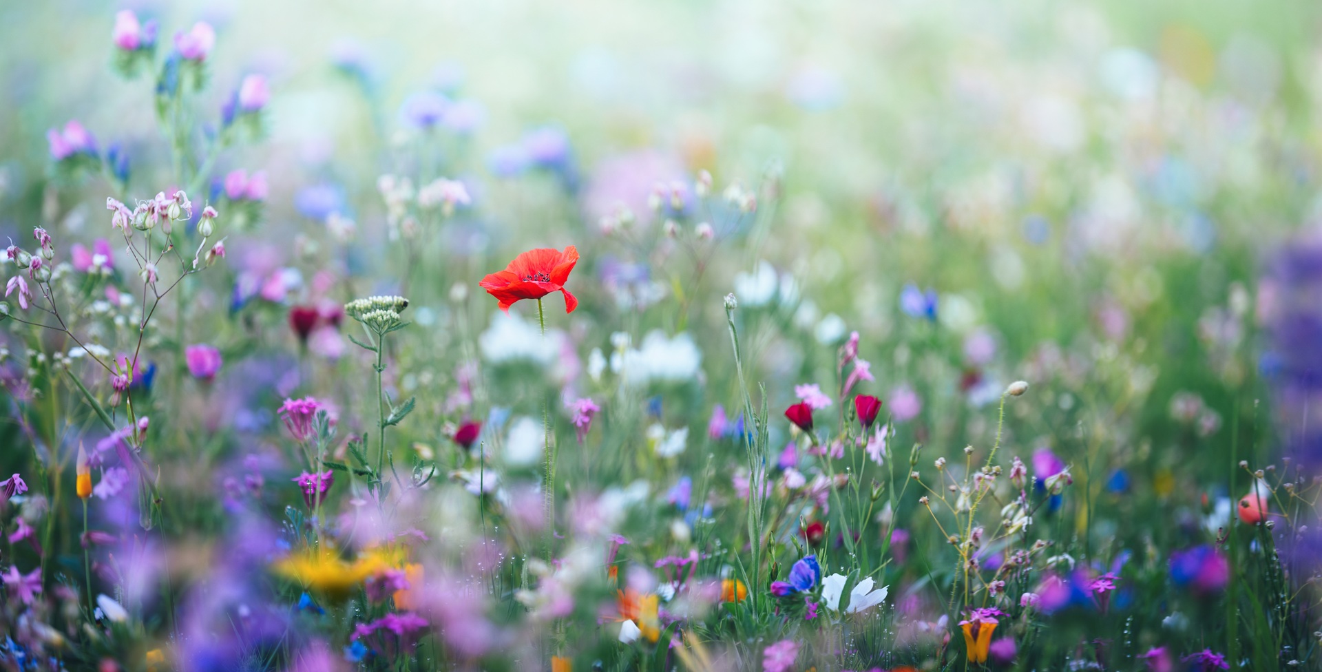 FLORL（フロール）